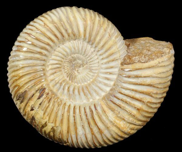 Perisphinctes Ammonite - Jurassic #46887